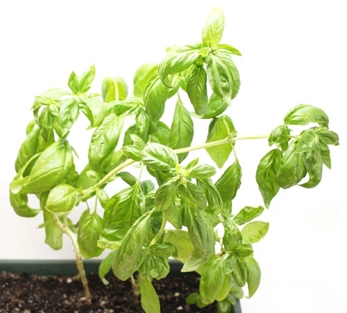 basil