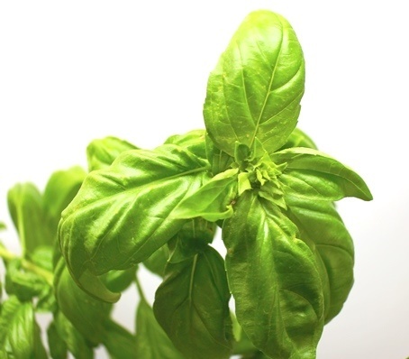 basil