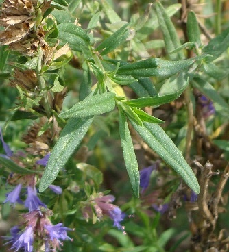 hyssop