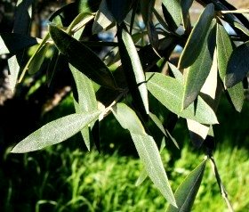 olive leaves