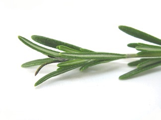 rosemary leaves tea